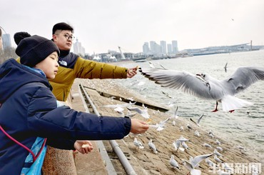 海鸥在五四广场开辟城市“新食堂”