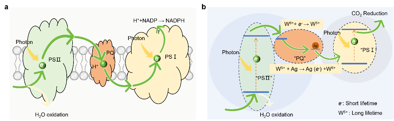 我科学家提出自然光驱动二氧化碳转化通用方案