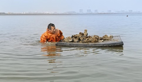 新春走基层｜即墨野生龙蚝大丰收 村民寒冬潜水收获