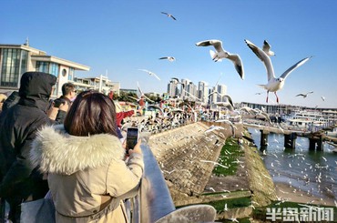 青岛：彩虹桥畔白鸥飞，冬日海滨浪漫随
