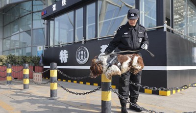 新春走基层｜搜爆犬上岗！春运一线的“特殊警员”，守护旅客平安路