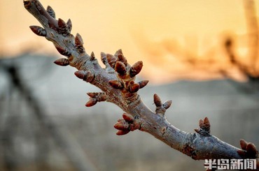 平度：大樱珠新芽破寒而出