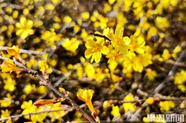 暖意催花开 迎春喜绽放
