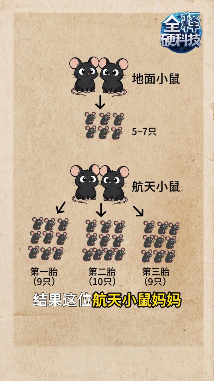 成功孕育第三胎鼠宝宝 太空小鼠研究最新进展来了