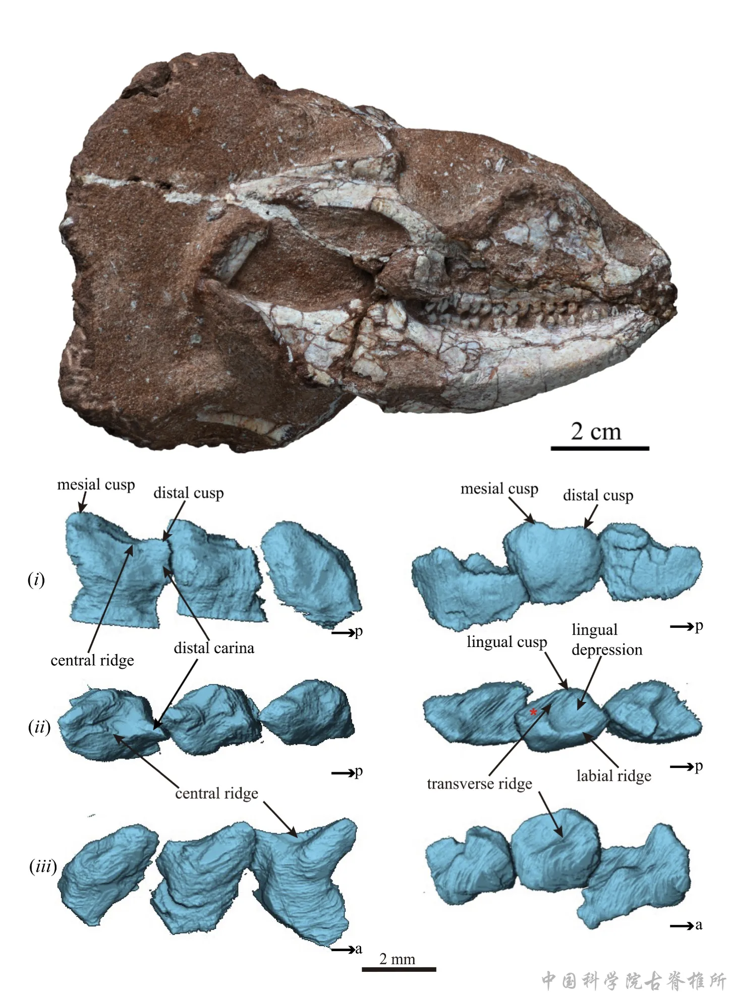 江西赣州一多凿齿蜥类新属种揭示该类群演化复杂性