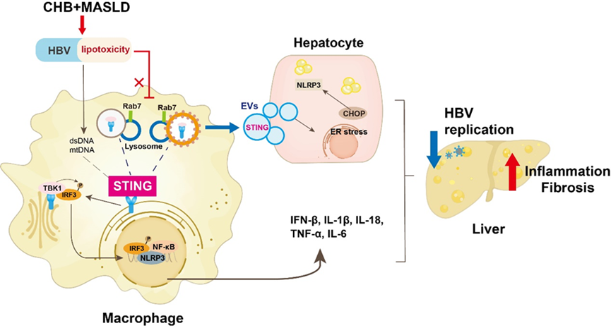 研究团队揭示两种肝病“联手”干扰免疫系统的关键机制