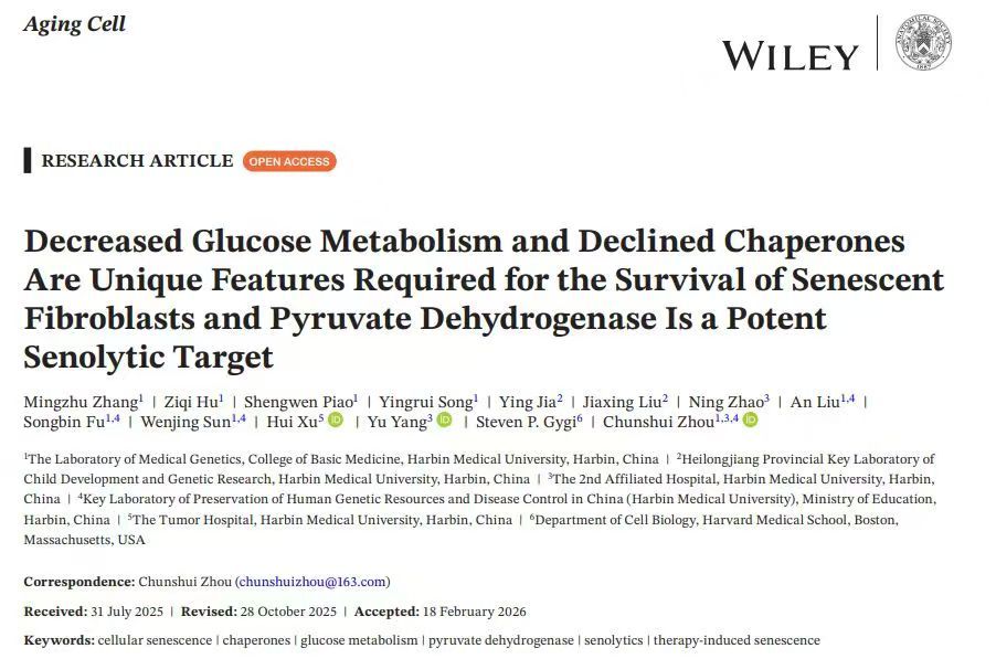 我专家破解衰老细胞维持机制 丙酮酸脱氢酶成抗衰新靶点
