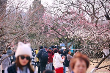青岛中山公园梅花园逐渐迎来盛花期
