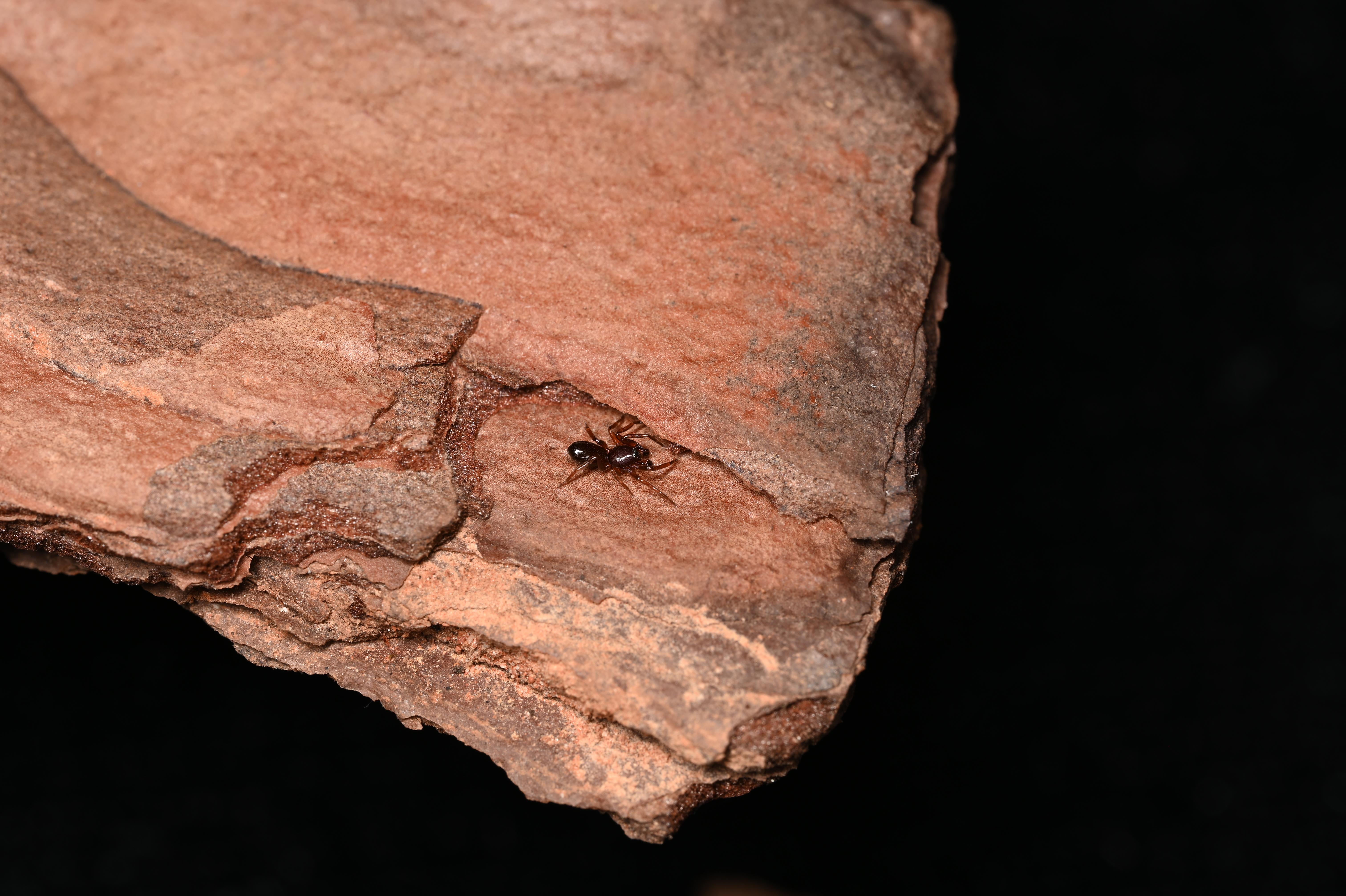 井冈山大学团队发现蜘蛛新物种