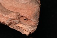 井冈山大学团队发现蜘蛛新物种