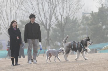 青岛海之恋公园附近草地上萌宠开心相聚