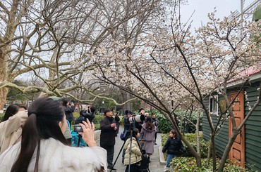 青岛“梅”好周末等您来！