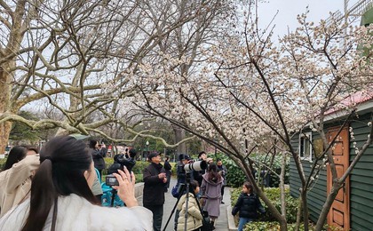 青岛“梅”好周末等您来！