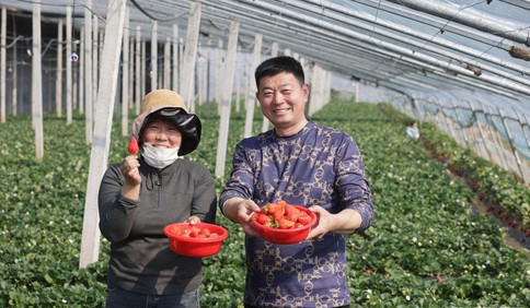 青岛故事｜种出红火好日子！扎根田头，小草莓铺就致富路