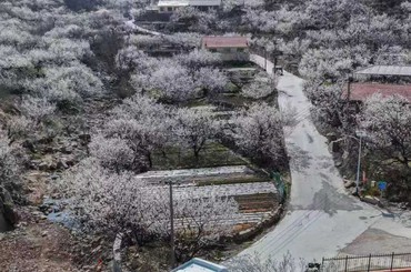 花季来啦！一起乘坐公交地铁去赏花吧！