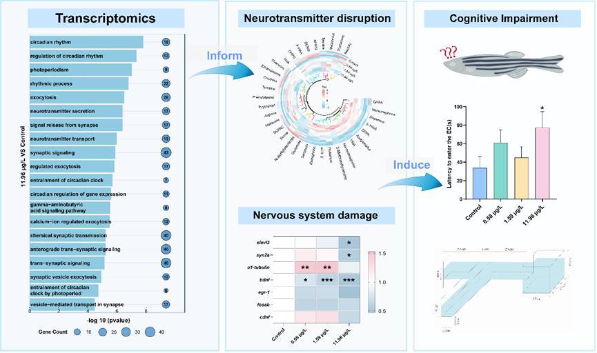 我科研团队在新污染物生态健康风险研究领域取得新进展