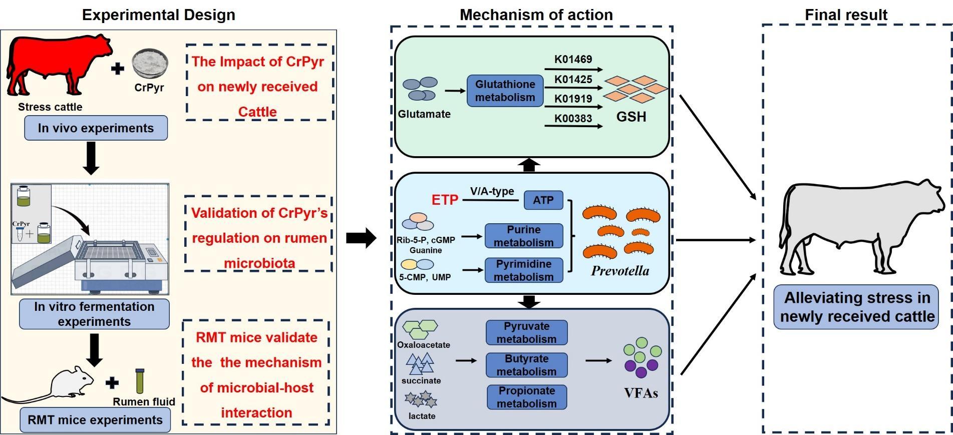 江西农业大学团队在缓解肉牛运输应激微生态机制方面取得新进展