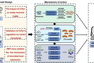 江西农业大学团队在缓解肉牛运输应激微生态机制方面取得新进展