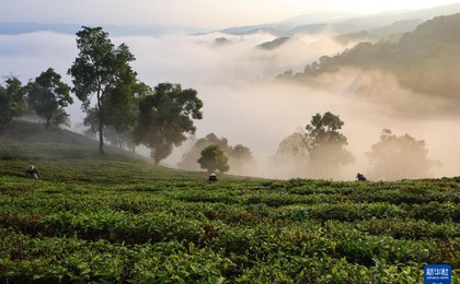 春到茶山采茶忙