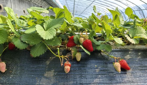 青岛故事｜90后琴行老板跨界种草莓 合伙投资上千万打造成网红采摘园