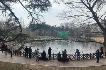 青岛海鸥季进入倒计时，最后投喂机会别错过...