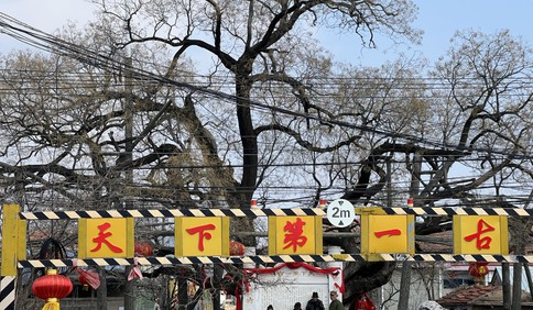 青岛故事之人文青岛|东台有古槐，名唤槐庆德——探访王哥庄街道东台社区，追溯千年古槐的神奇故事