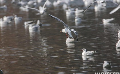 青岛中山公园小西湖，一只青蛙露出水面……
