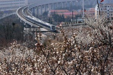 青岛地铁11号线穿越花海出圈！春日限定美景...