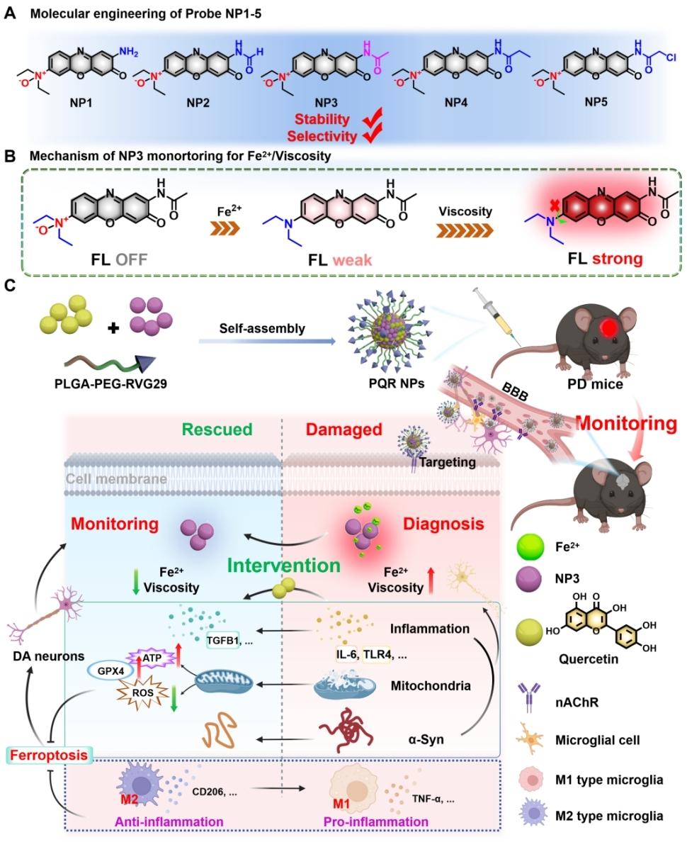 新型探针助力帕金森病诊疗突破
