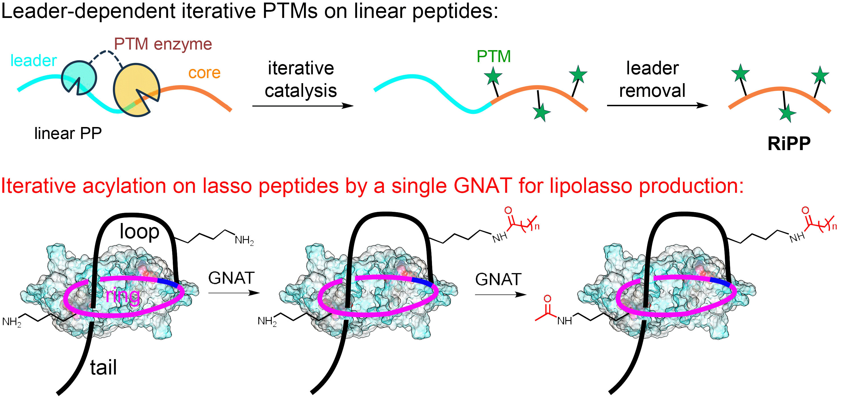 我研究团队首次发现套索肽天然产物的迭代修饰