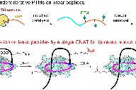 我研究团队首次发现套索肽天然产物的迭代修饰