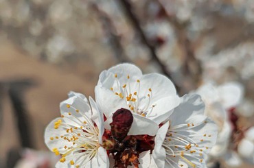 漫山樱雪醉春风！这个周末到大崂樱桃谷赴花...
