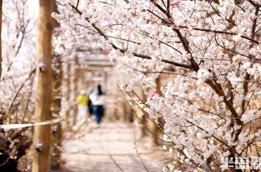 漫山樱雪醉春风，大崂樱桃谷进入盛花期！