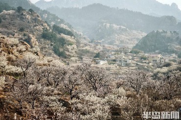 崂山九水：樱桃花开如云，绘出春日画卷