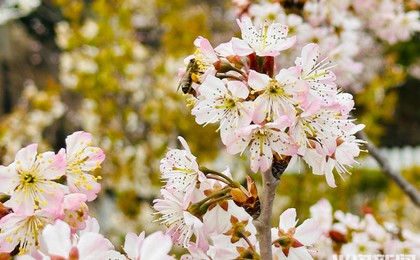 春意盎然！樱花杏花竞相绽放