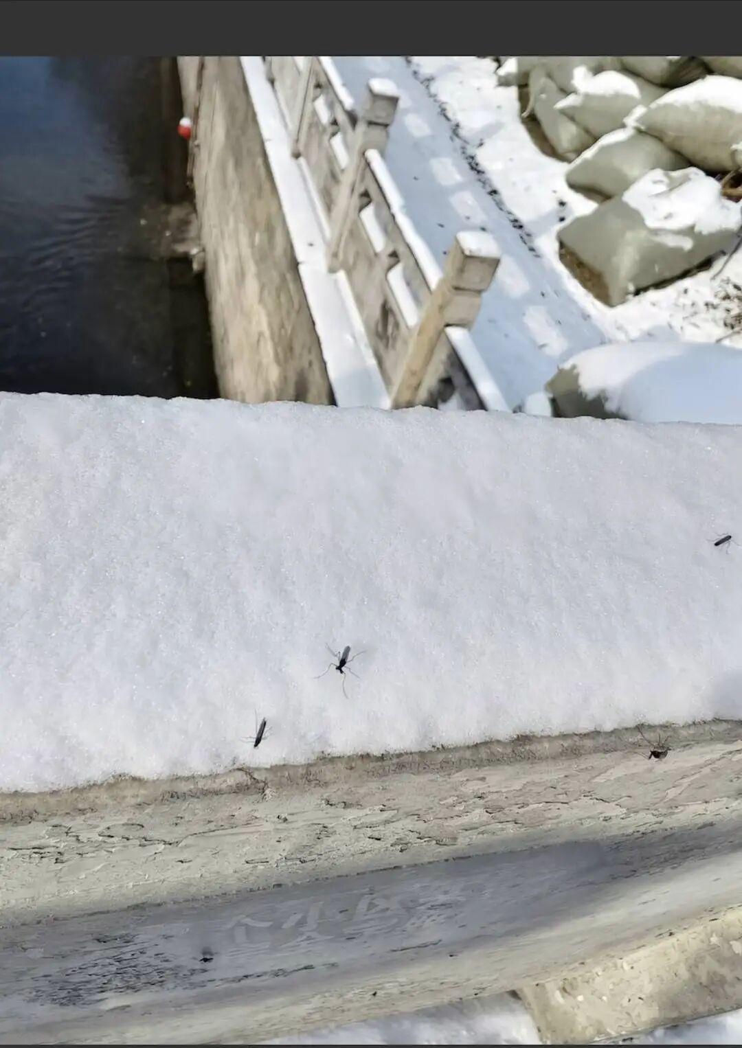 半岛叨叨丨多地蚊子提前“开工”！今年蚊子可能迎来“史诗级加强”，中疾控提醒