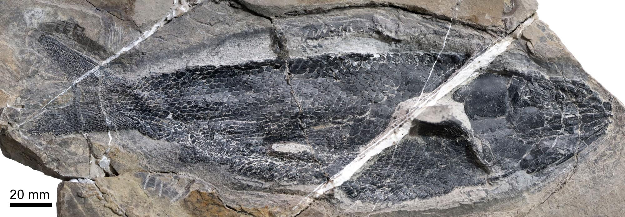 云南发现世界最早褶鳞鱼新物种化石