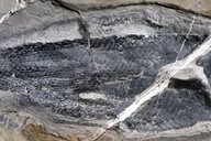 云南发现世界最早褶鳞鱼新物种化石