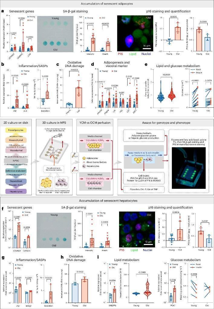 器官芯片4天模拟人体组织40年衰老过程