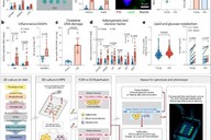器官芯片4天模拟人体组织40年衰老过程