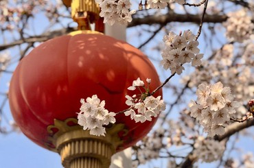 春风有约，“樱”你绽放！