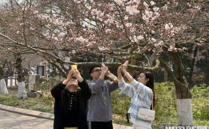 樱花初绽俏枝头！清明假期，来青岛中山公园赏樱花...