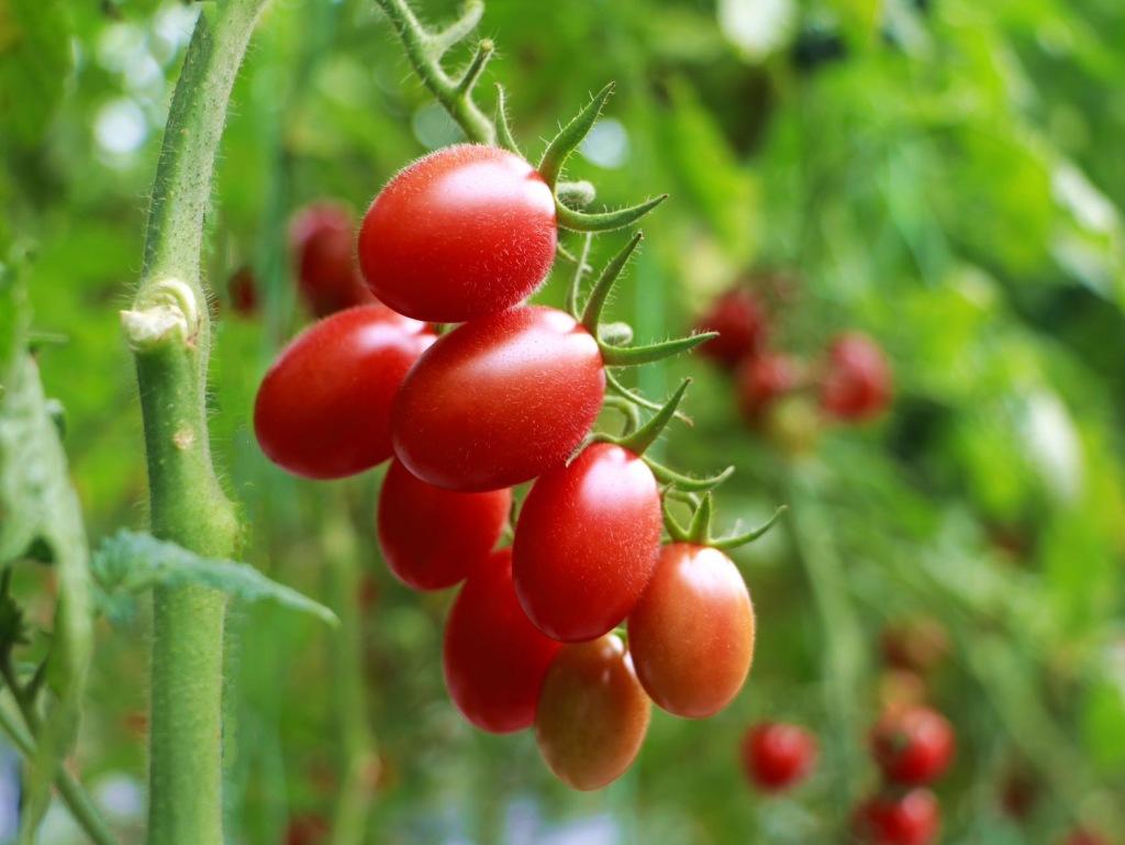 半岛公开课｜番茄又 “出圈” 了！番茄红素拟入保健食品目录