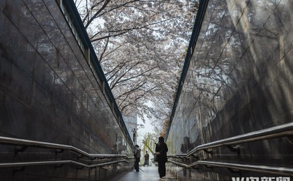 “通”向春天！青岛一地下通道口樱花绽放