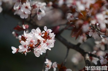 青岛繁花绽放 随处好春光