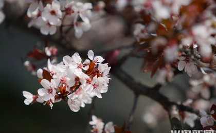 青岛繁花绽放 随处好春光