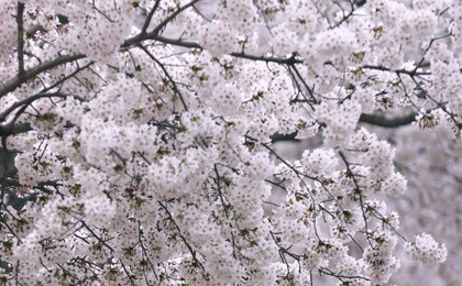 忽如一夜春风来,海大烂漫樱花开