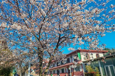 青岛这里花多人少，速来！