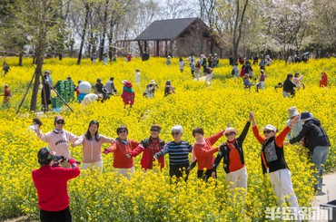 春风拂过唐岛湾，油菜花开引客来