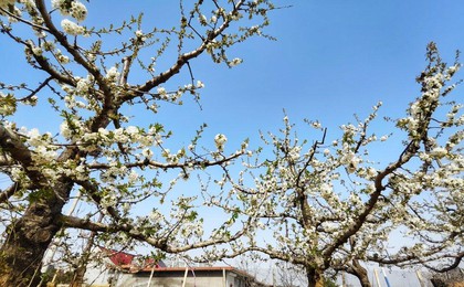 平度樱珠花开好，果农笑盼丰收年
